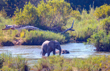 African elephants standing near lake in Kruger National Park, South Africa