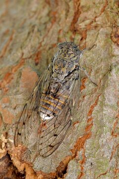 Cicala