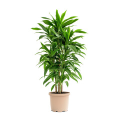 Fototapeta premium A Dracaena, perfect for filling empty corners with natural beauty. full length isolate on transparent background
