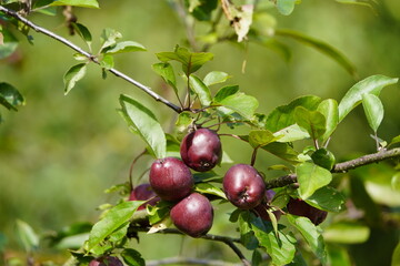 Ingrid-Marie, also known as Hoed Orange, is one of the traditional apple varieties of the Altes Land region. Ingrid-Marie. Species · Cultivated apple (Malus domestica). Hanover, Germany.
