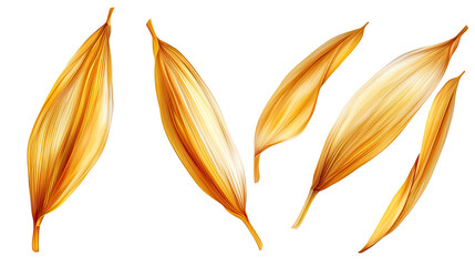 Golden wheat ears with natural texture isolated on white background
