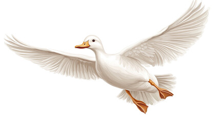 Seagull bird standing with open wings isolated on white background
