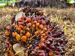 Oil palm fruit after Harvest