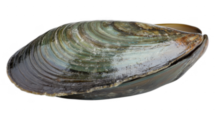 Close-up view of a large green mussel shell resting on a neutral background