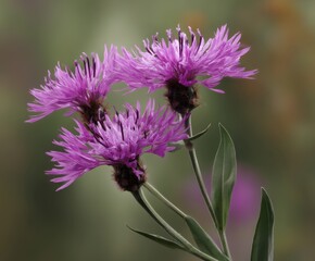 Spotted knapweed, Centaurea stoebe, in the wild