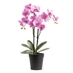 A potted orchid, adding beauty to the room. full length isolate on transparent background