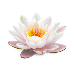 A water lily floating peacefully on the pond. full length isolate on transparent background