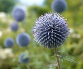 Blue globe thistle, Echinops 'Taplow Blue' in flower, in the wild