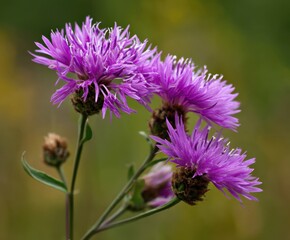 Spotted knapweed, Centaurea stoebe, in the wild