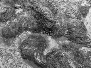Black and white abstract of seaweed patterns with swirling organic textures and rock detail