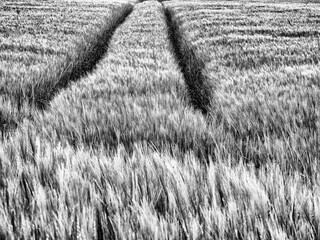 Monochrome image showing tractor tracks curving through a field of barley, capturing texture and...