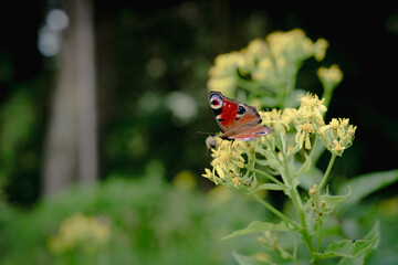 A Peacock butterfly species (Inachis io) feeding on yellow flower at the summer time.  