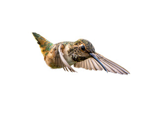 Allen's Hummingbird (Selasphorus sasin) Photo, in Flight, Over an Isolated Transparent PNG Background