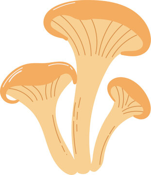 Chanterelle mushrooms illustration in hand-drawn style. Autumn woodland fungi clipart perfect for foraging, nature projects, and seasonal designs. PNG transparent background.