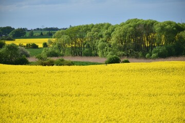Yellow rapeseed field in spring in central Mecklenburg, Germany
