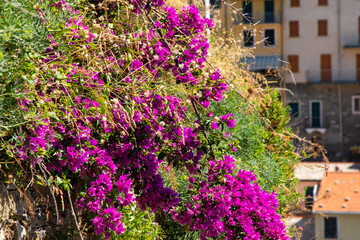 Pink violet Bougainvillea flower buds. Summer nature background