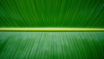 Top-down macro view of a tropical banana leaf, large central vein with parallel striations, vivid green color, even lighting.