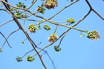 White Bombax ceiba flower. Its common names White cotton tree, Malabar silk cotton tree, White silk cotton, White cotton tree, White silk cotton tree and White kapok.