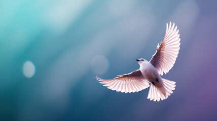 Obraz premium A serene photograph of a white bird in flight against a turquoise and purple gradient background
