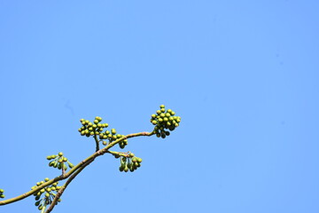 White Bombax ceiba flower. Its common names White cotton tree, Malabar silk cotton tree, White silk cotton, White cotton tree, White silk cotton tree and White kapok.