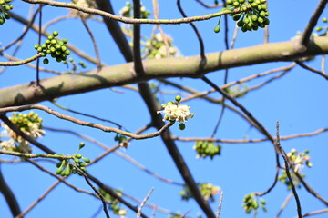 White Bombax ceiba flower. Its common names White cotton tree, Malabar silk cotton tree, White silk cotton, White cotton tree, White silk cotton tree and White kapok.