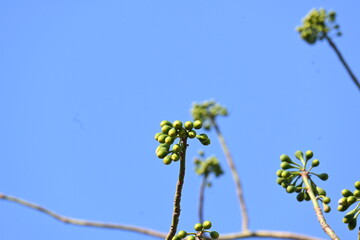 White Bombax ceiba flower. Its common names White cotton tree, Malabar silk cotton tree, White silk cotton, White cotton tree, White silk cotton tree and White kapok.