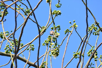White Bombax ceiba flower. Its common names White cotton tree, Malabar silk cotton tree, White silk cotton, White cotton tree, White silk cotton tree and White kapok.