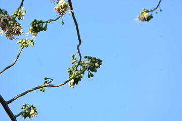 White Bombax ceiba flower. Its common names White cotton tree, Malabar silk cotton tree, White silk cotton, White cotton tree, White silk cotton tree and White kapok.