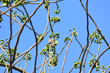 White Bombax ceiba flower. Its common names White cotton tree, Malabar silk cotton tree, White silk cotton, White cotton tree, White silk cotton tree and White kapok.