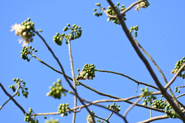 White Bombax ceiba flower. Its common names White cotton tree, Malabar silk cotton tree, White silk...