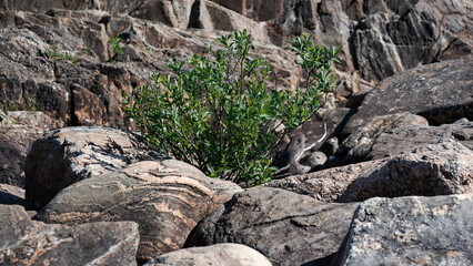 living green fresh plant bush in the rocks