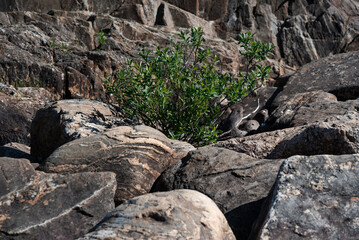 living green fresh plant bush in the rocks