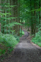 Forest Road