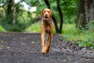 wirehaired vizsla in the forest