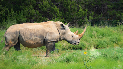 Rhino roaming around the wild