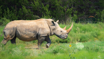 Rhino roaming around the wild