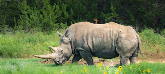 Rhino roaming around the wild