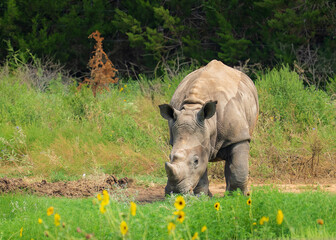 Rhino roaming around the wild