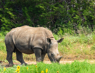 Rhino roaming around the wild
