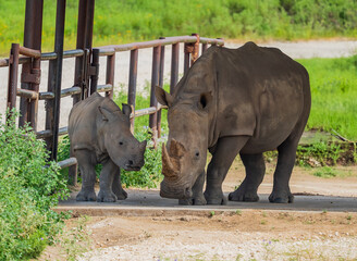 Rhino roaming around the wild