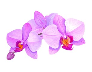 Fototapeta premium Elegant watercolor illustration of delicate Phalaenopsis orchid blooms on white