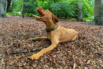 wirehaired vizsla in the forest