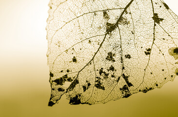Natural yellow background with transparent texture of leaf veins. Macro. Selective focus.