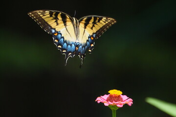 Yellow swallow-tailed butterfly inflight amongst colorful flowers. 