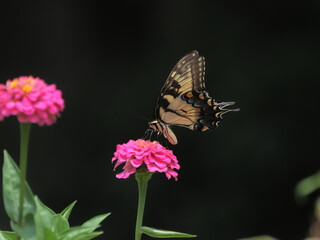 Yellow swallow-tailed butterfly inflight amongst colorful flowers. 