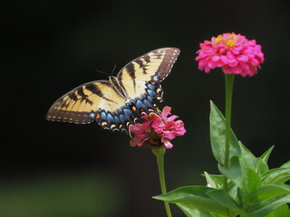Yellow swallow-tailed butterfly inflight amongst colorful flowers. 