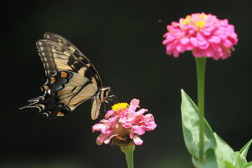 Yellow swallow-tailed butterfly inflight amongst colorful flowers. 