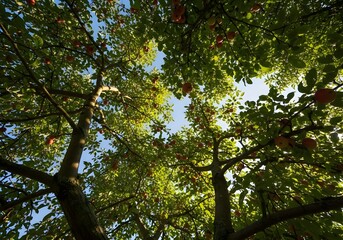 Fototapeta premium Looking up through an apple tree canopy with ripe fruit against the sky