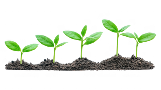 New seedlings growing in soil showcasing early stages of plant development