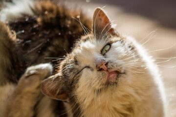 A calico cat scratching its ear